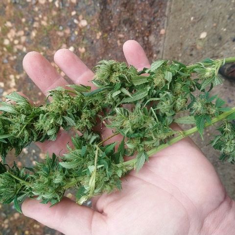 Génétique inconnue growlog photo: Petit prélèvement et test de la box de séchage... La récolte approche si pas de mauvaise surprise avec les chasseurs de renards 🦊 demain... ... 