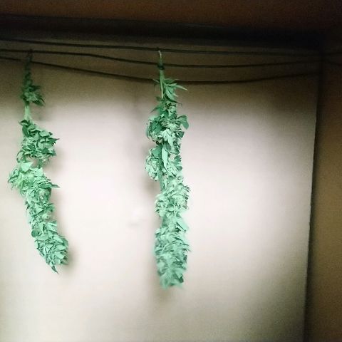 Génétique inconnue growlog photo: Petit prélèvement et test de la box de séchage... La récolte approche si pas de mauvaise surprise avec les chasseurs de renards 🦊 demain... ... 