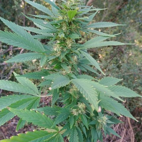 Génétique inconnue growlog photo: Mais quelle beauté toutes ces têtes..
Je laisse gonfler... 