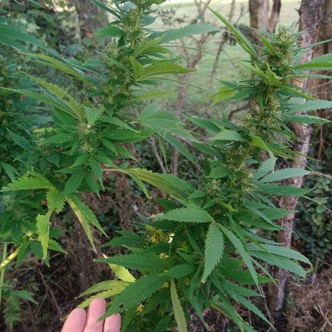 Génétique inconnue growlog photo: Mais quelle beauté toutes ces têtes..
Je laisse gonfler... 