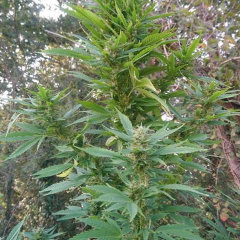 Génétique inconnue growlog photo: Mais quelle beauté toutes ces têtes..
Je laisse gonfler... 
