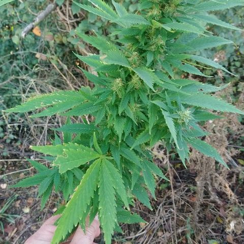 Génétique inconnue growlog photo: Mais quelle beauté toutes ces têtes..
Je laisse gonfler... 