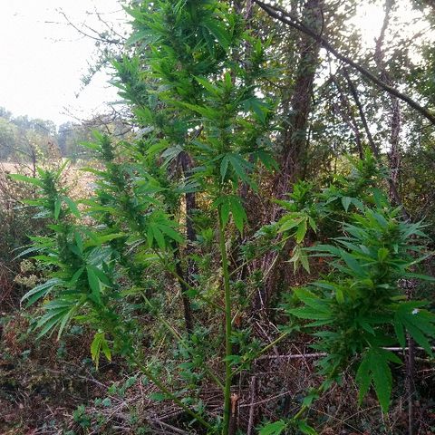 Génétique inconnue growlog photo: Mais quelle beauté toutes ces têtes..
Je laisse gonfler... 