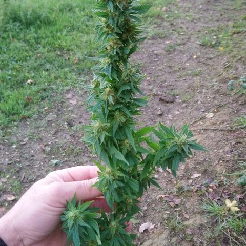 Génétique inconnue growlog photo: Woww belle tête, laiteuse à souhait mais pas t trop ambrée.. Les premières petites branches en test montre un éffet certain... La il y a 15 jours de flo supplémentaires.. Donc miam 🤤 
