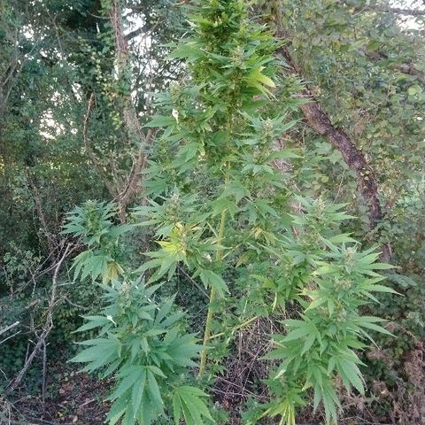 Génétique inconnue growlog photo: Woww belle tête, laiteuse à souhait mais pas t trop ambrée.. Les premières petites branches en test montre un éffet certain... La il y a 15 jours de flo supplémentaires.. Donc miam 🤤 