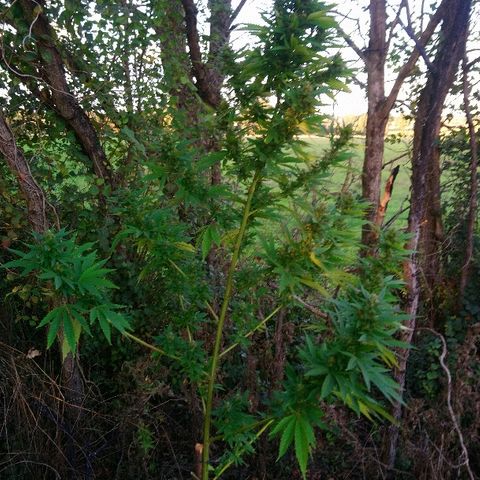 Génétique inconnue growlog photo: Woww belle tête, laiteuse à souhait mais pas t trop ambrée.. Les premières petites branches en test montre un éffet certain... La il y a 15 jours de flo supplémentaires.. Donc miam 🤤 