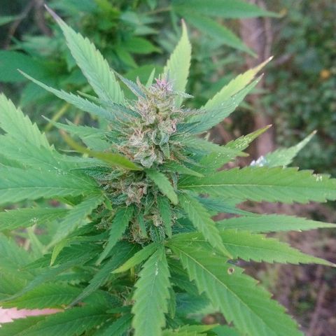 Génétique inconnue growlog photo:  Wowww au top pour la récolte 🌾 😍