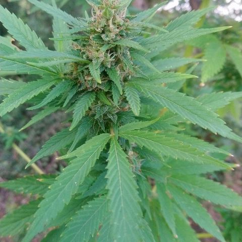Génétique inconnue growlog photo:  Wowww au top pour la récolte 🌾 😍