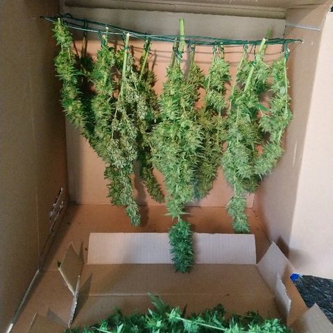 Génétique inconnue growlog photo: Et voilà récolte le jour de ma fête 🥂 😊
Manucure sur un air de buffalo solder... En extérieur... Maintenant séchage ! Ma graine  de l'espoir  wow porte bien son   nom... 1 graine,  1casse du pied le jour de mise en terre, deuxième casse de pied et écorce attaquer par les animaux... Et malgré tout cela superbe résultat !! 

