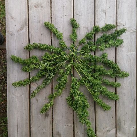 Génétique inconnue growlog photo: Et voilà récolte le jour de ma fête 🥂 😊
Manucure sur un air de buffalo solder... En extérieur... Maintenant séchage ! Ma graine  de l'espoir  wow porte bien son   nom... 1 graine,  1casse du pied le jour de mise en terre, deuxième casse de pied et écorce attaquer par les animaux... Et malgré tout cela superbe résultat !! 
