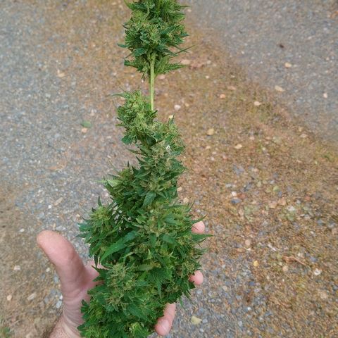 Génétique inconnue growlog photo: Et voilà récolte le jour de ma fête 🥂 😊
Manucure sur un air de buffalo solder... En extérieur... Maintenant séchage ! Ma graine  de l'espoir  wow porte bien son   nom... 1 graine,  1casse du pied le jour de mise en terre, deuxième casse de pied et écorce attaquer par les animaux... Et malgré tout cela superbe résultat !! 
