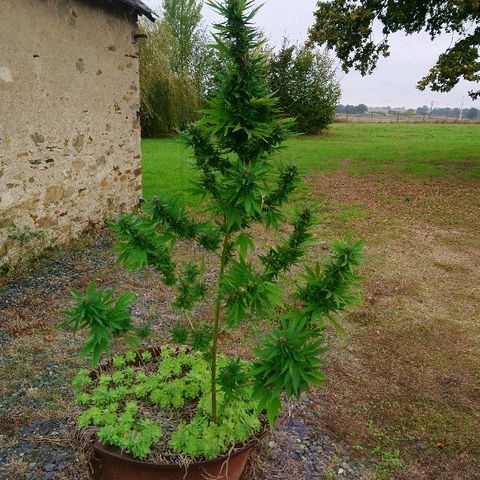 Génétique inconnue growlog photo: Et voilà récolte le jour de ma fête 🥂 😊
Manucure sur un air de buffalo solder... En extérieur... Maintenant séchage ! Ma graine  de l'espoir  wow porte bien son   nom... 1 graine,  1casse du pied le jour de mise en terre, deuxième casse de pied et écorce attaquer par les animaux... Et malgré tout cela superbe résultat !! 
