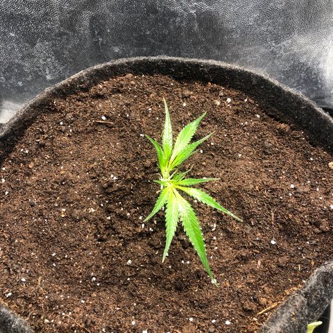 LSD 1 growlog timeline photo