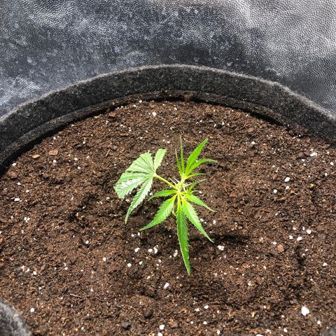 LSD 2 growlog timeline photo