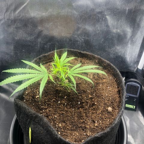 LSD 1 growlog timeline photo