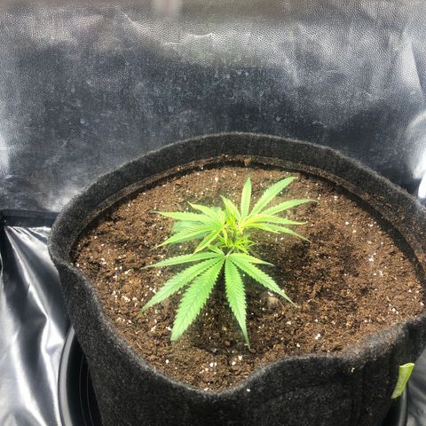 LSD 2 growlog timeline photo