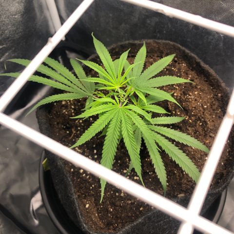 LSD 1 growlog timeline photo