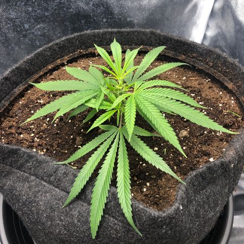 LSD 2 growlog timeline photo