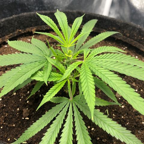 LSD 2 growlog timeline photo