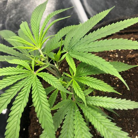 LSD 1 growlog timeline photo