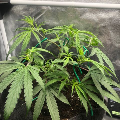 LSD 1 growlog timeline photo