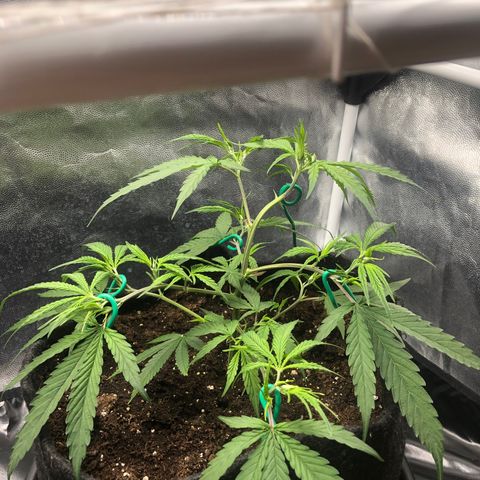 LSD 2 growlog timeline photo