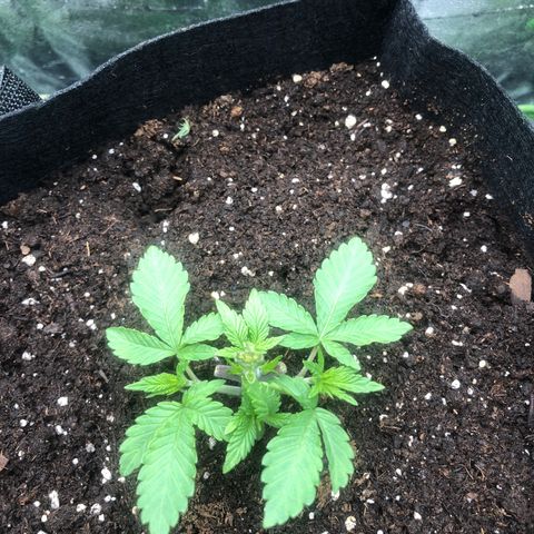 Mother lemonade growlog timeline photo