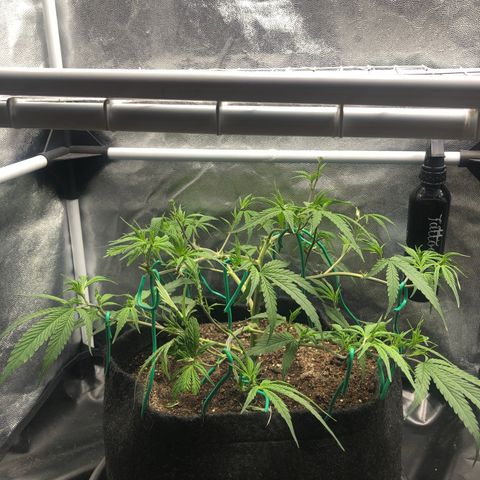 LSD 1 growlog timeline photo