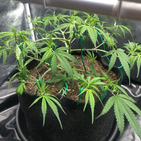 LSD 1 growlog timeline photo