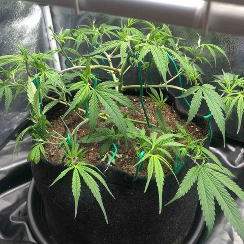 LSD 1 growlog timeline photo