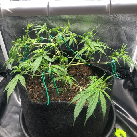 LSD 2 growlog timeline photo