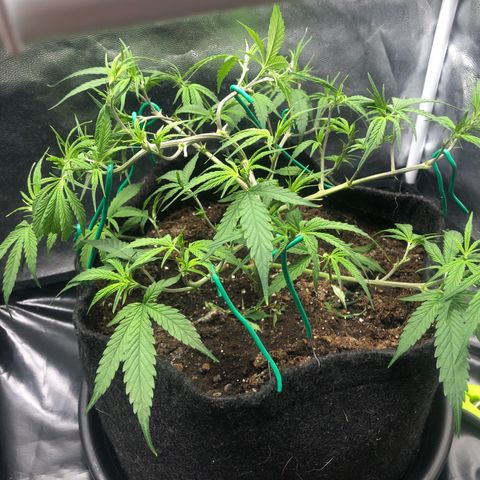 LSD 2 growlog timeline photo