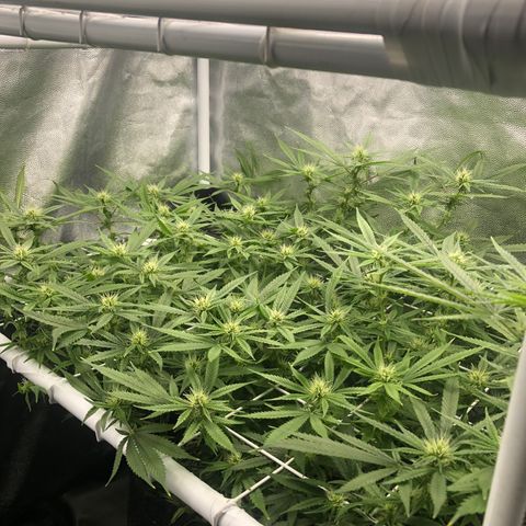 LSD 1 growlog timeline photo