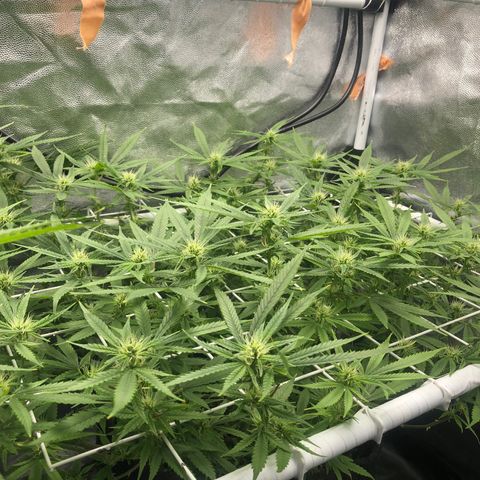 LSD 2 growlog timeline photo
