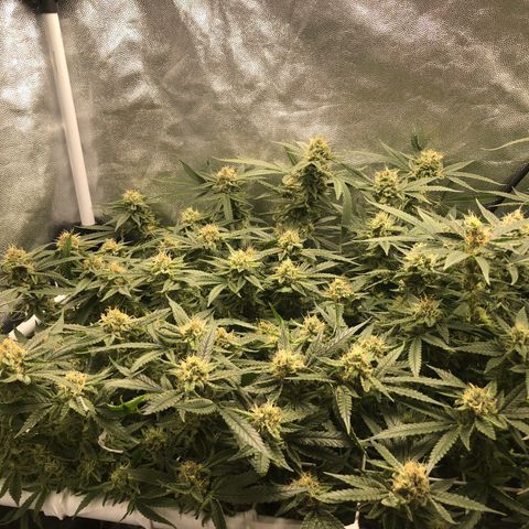 LSD 1 growlog timeline photo