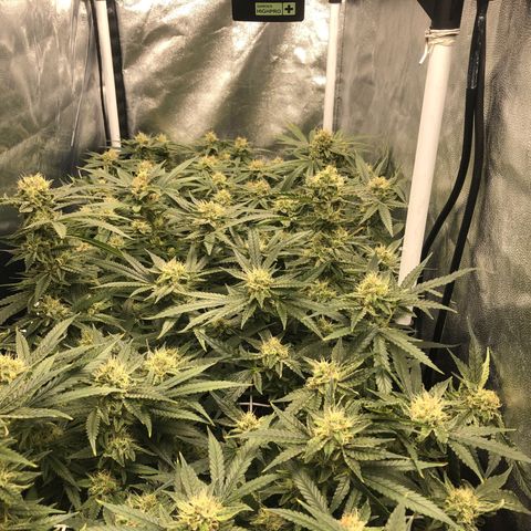 LSD 1 growlog timeline photo