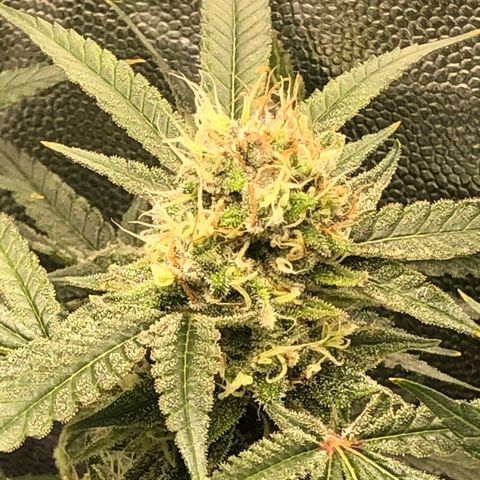 LSD 1 growlog timeline photo