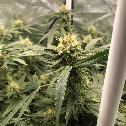 LSD 2 growlog timeline photo