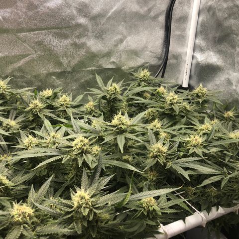 LSD 2 growlog timeline photo