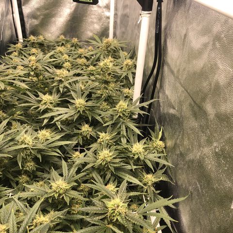 LSD 2 growlog timeline photo