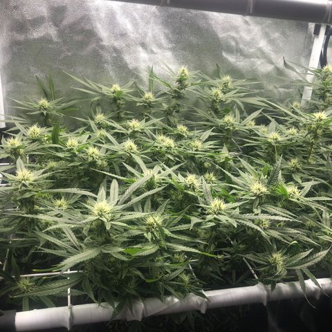 LSD 2 growlog timeline photo