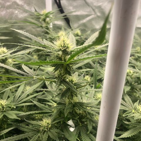 LSD 2 growlog timeline photo