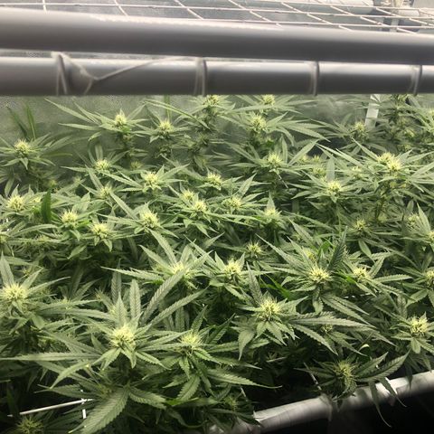 LSD 2 growlog timeline photo