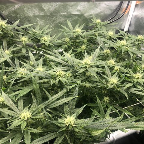 LSD 2 growlog timeline photo