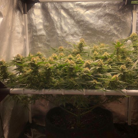 LSD 1 growlog timeline photo