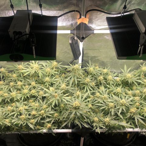 LSD 1 growlog timeline photo