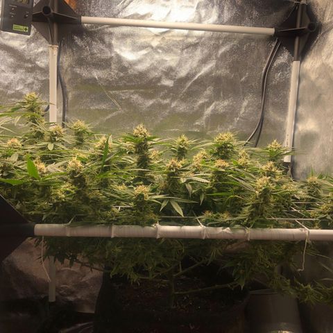LSD 1 growlog timeline photo