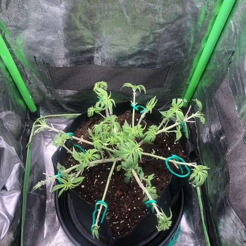 Mother lemonade growlog timeline photo
