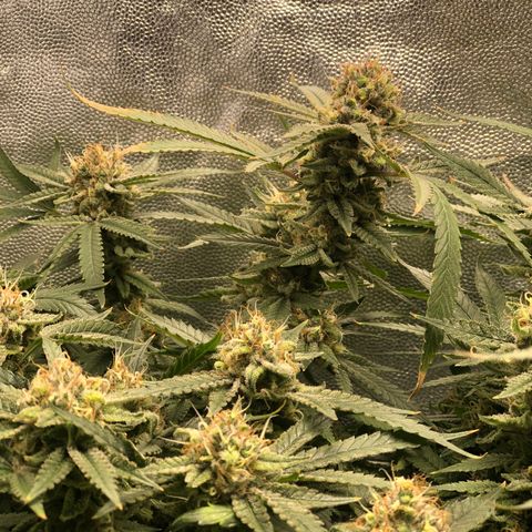 LSD 2 growlog timeline photo