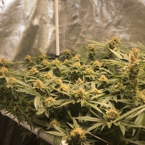 LSD 2 growlog timeline photo